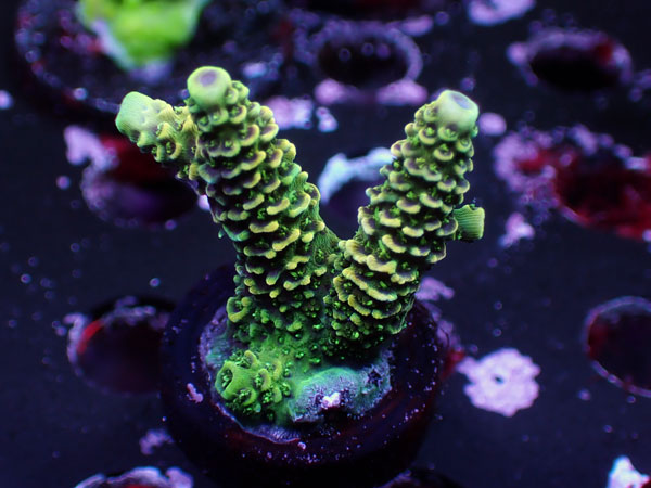 Sunset Millepora No.13