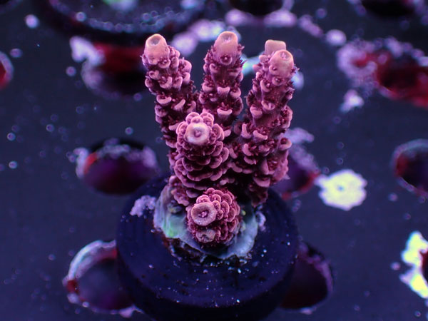 Crimson Cyclone No.15