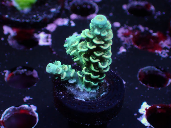 Peacock Tenuis No.16