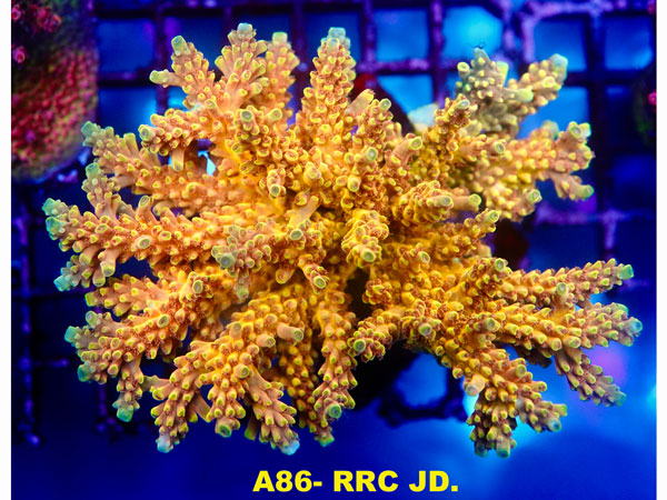 RRC JD No.33 アクアテイラーズ オンラインショップ