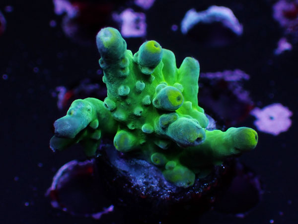 WWC Yellow Tip No.34