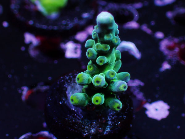 WWC Yellow Tip No.35