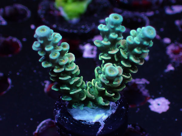 Peacock Tenuis No.36