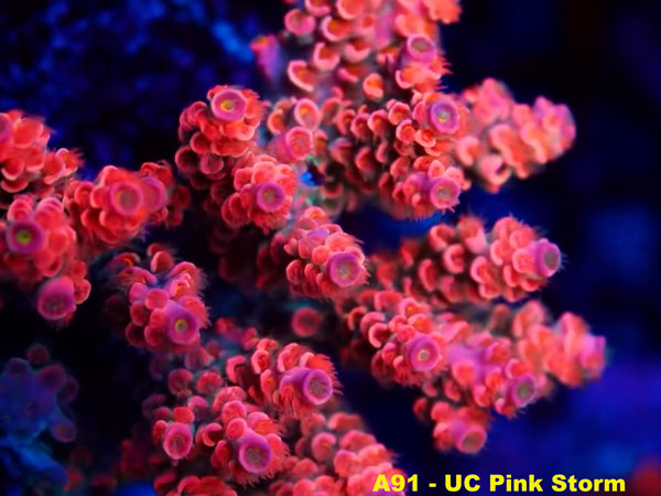 UC Pink Storm No.38 アクアテイラーズ オンラインショップ