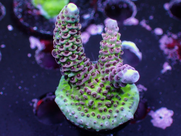 UC Red Tornado No.39