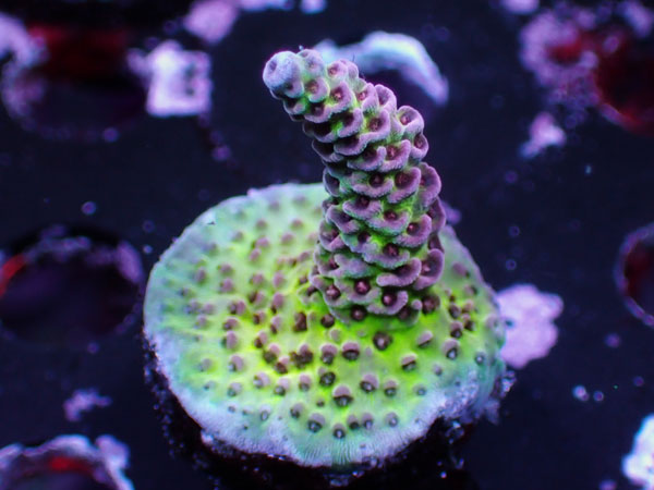 UC Red Tornado No.40