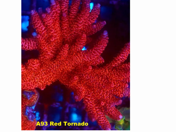 UC Red Tornado No.40 アクアテイラーズ オンラインショップ