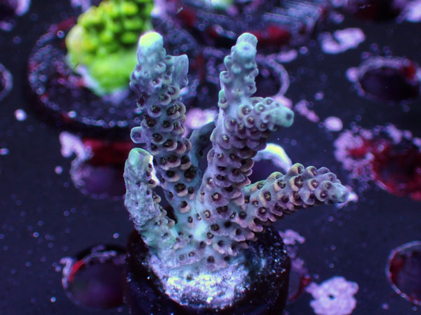 UC Orange Days No.41