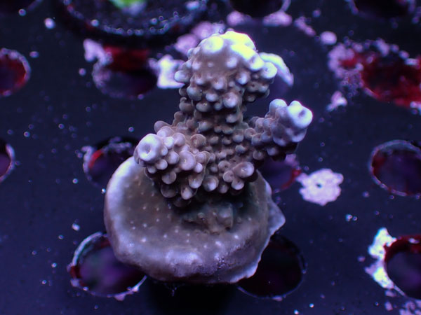 The Merlin Staff No.43