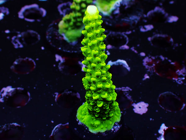 UC Acropora sp. No.44