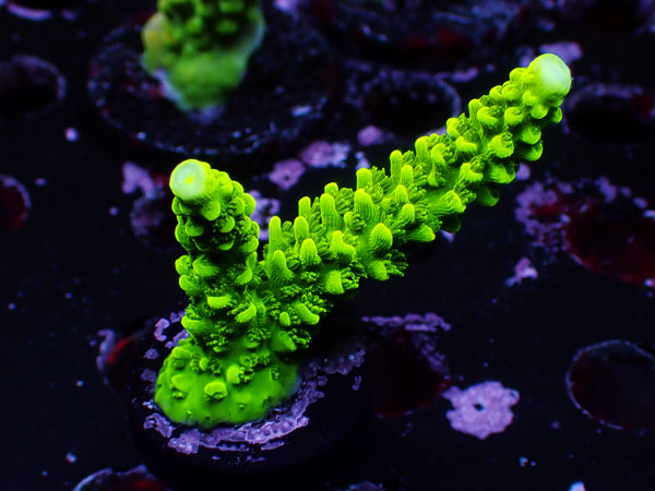 UC Acropora sp. No.45