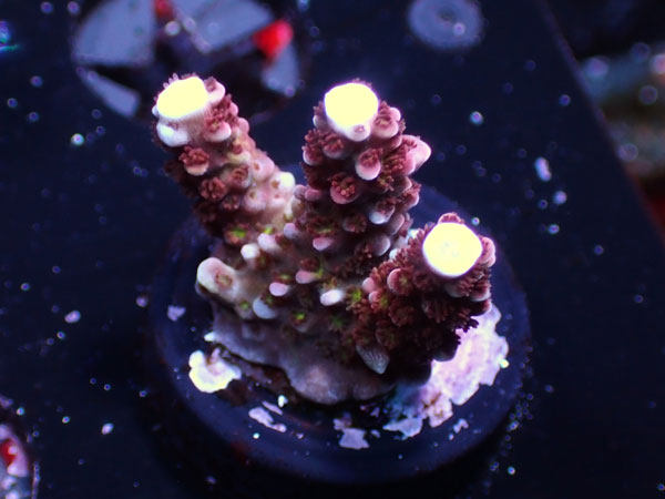 UC Acropora sp. No.47