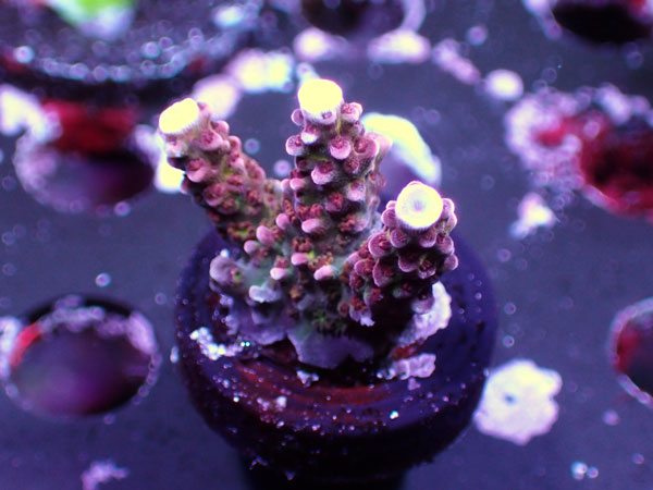 UC Acropora sp. No.47