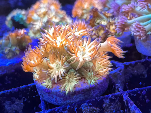 Amaze Ball Goniopora