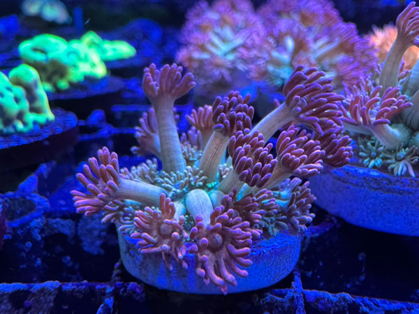 Pink Strom Goniopora