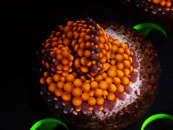 Bubble Disk　Orange　No.01