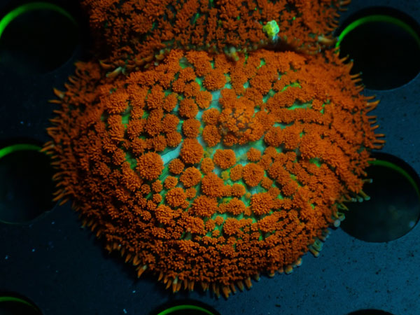 Rhodactis　Orange　No.01