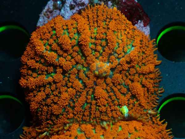 Rhodactis　Orange　No.02