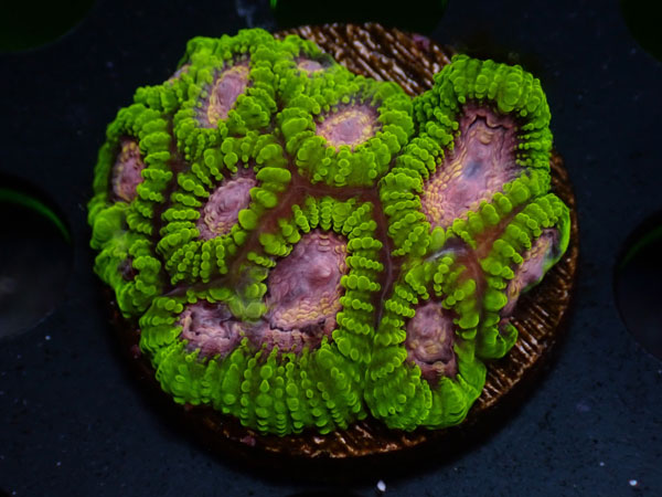 Space Monkey Favia　No.05