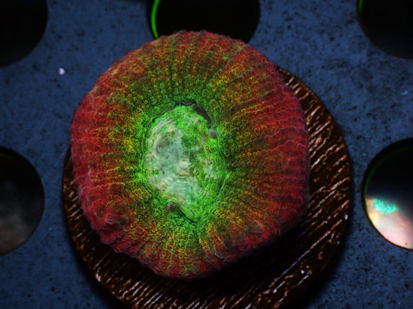 Kring Goniastrea Favia　No.02