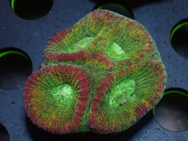 Kring Goniastrea Favia　No.03