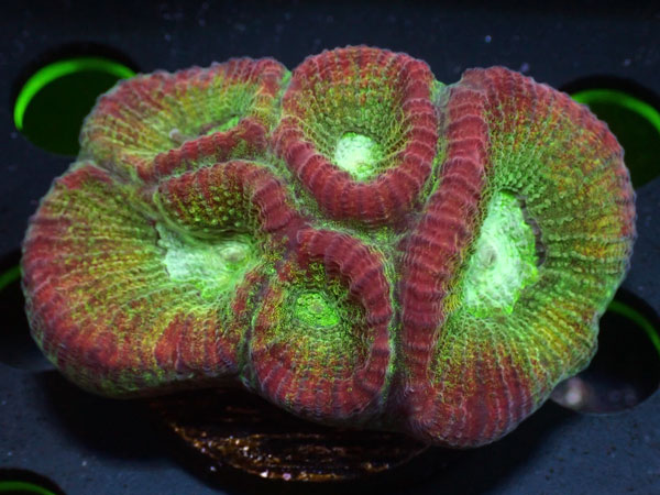 Kring Goniastrea Favia　No.05