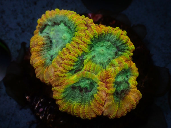 Forest Fire　Favia　No.03