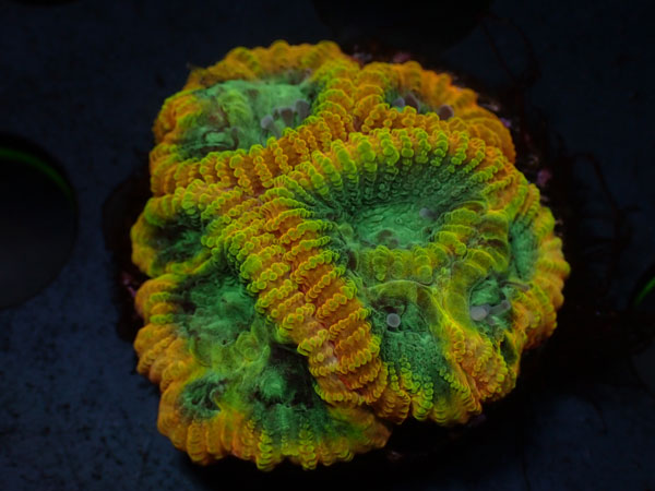Forest Fire　Favia　No.04