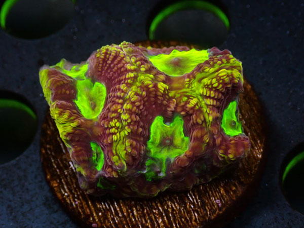 SUMURAI　Favia　No.04