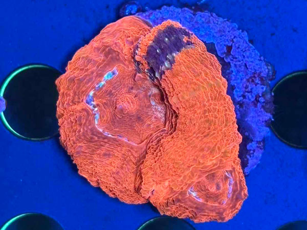 Acan Bowerbanki Warpaint　No.02