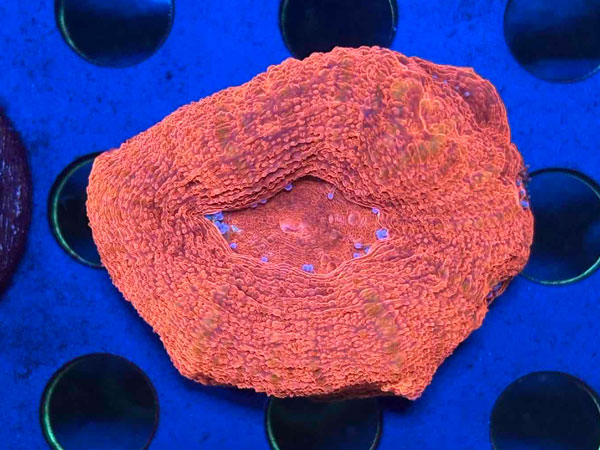 Acan Bowerbanki Warpaint　No.03