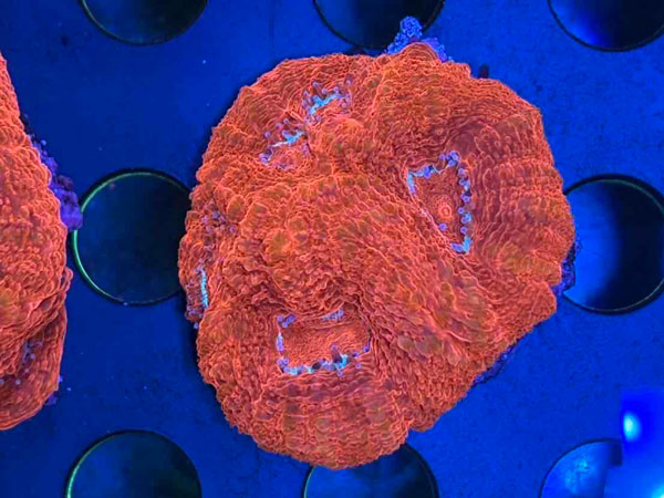 Acan Bowerbanki Warpaint　No.04
