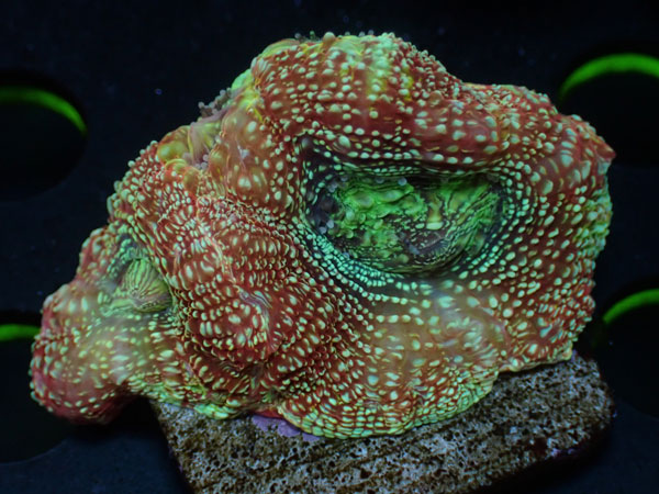 Acan Bowerbanki ULTRA　No.01