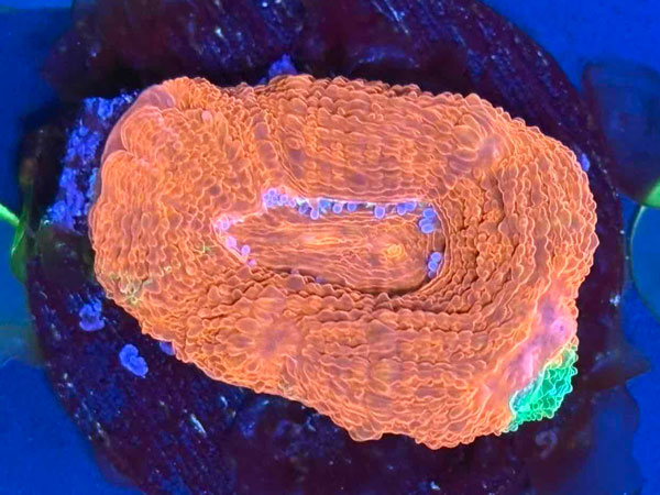 Acan Bowerbanki Bleeding Apple　No.01