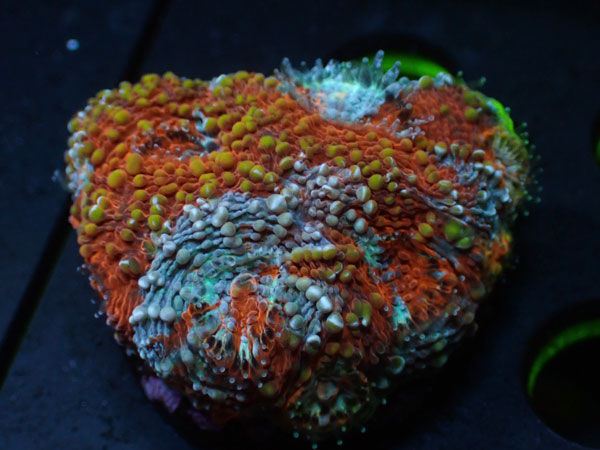Acan Echinata　No.01