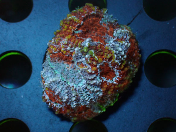 Acan Echinata　No.02