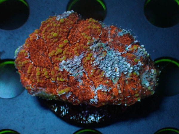 Acan Echinata　No.03