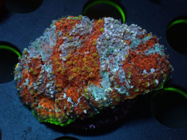 Acan Echinata　No.04