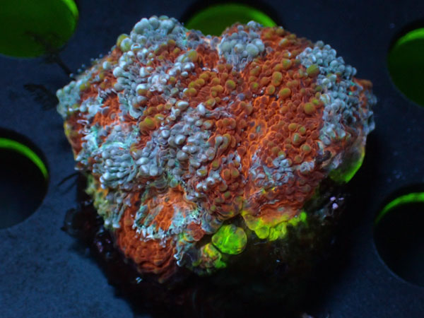Acan Echinata　No.05