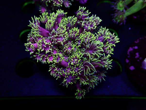 GB Goniopora Special　No.01