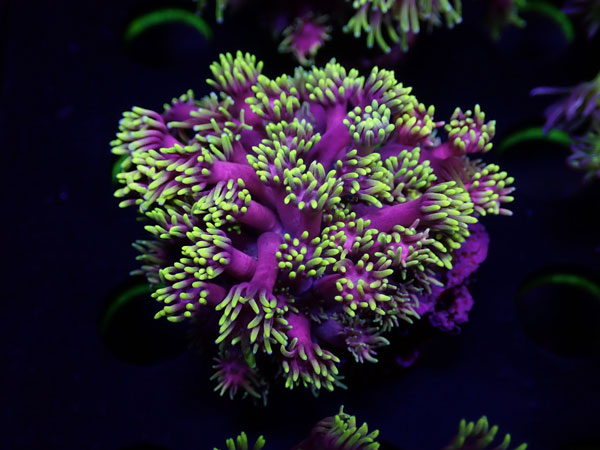 GB Goniopora Special　No.02