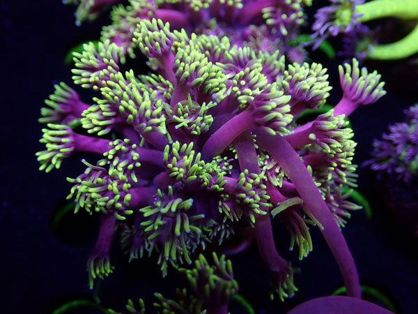 GB Goniopora Special　No.04