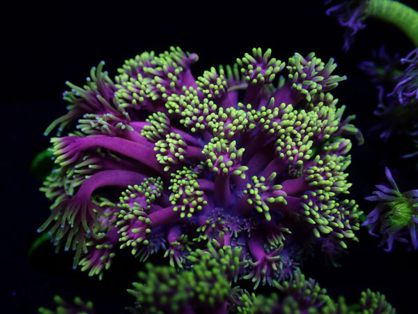 GB Goniopora Special　No.05