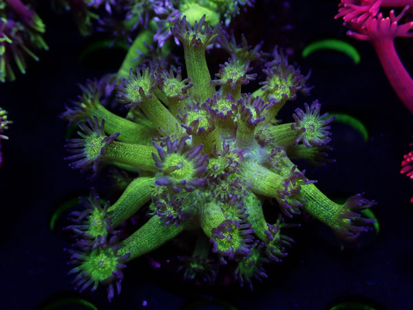 Goniopora Glitter　No.01