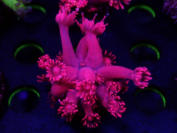 GB Goniopora Red　No.01