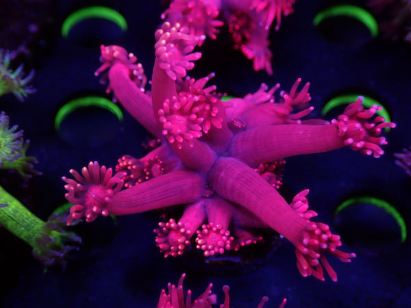 GB Goniopora Red　No.02