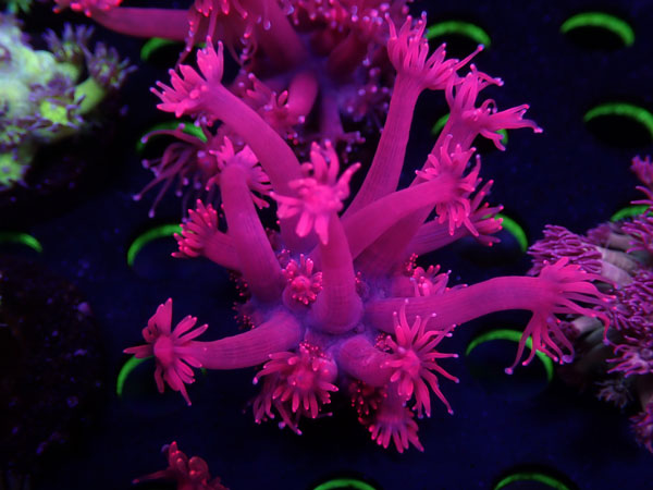 GB Goniopora Red　No.03