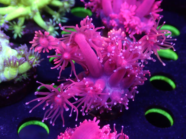 GB Goniopora Red　No.04