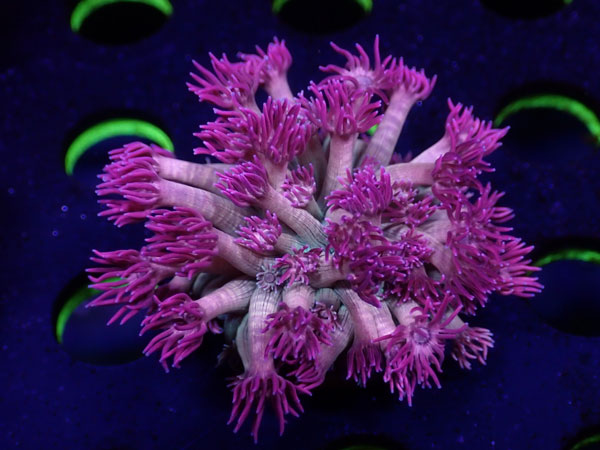 Uro Coral Goniopora Pink Storm　No.03