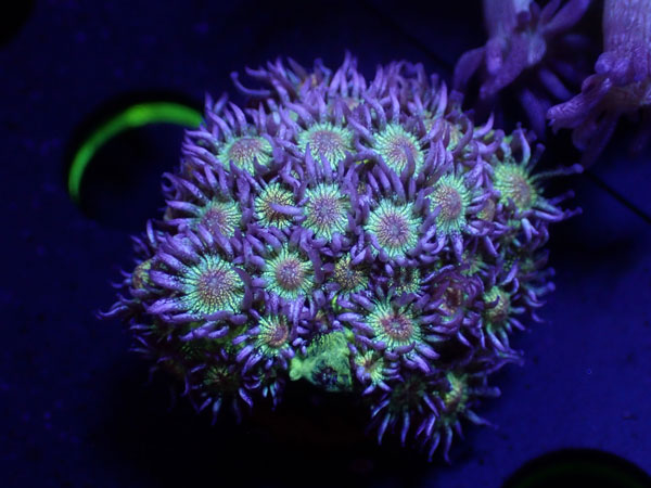 CC　Goniopora Premium Glitter　No.02